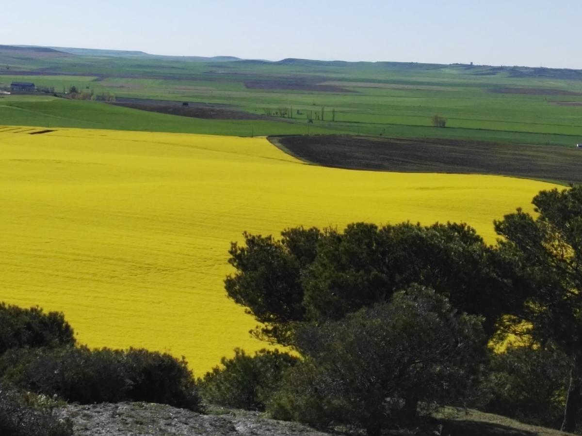La Aldea Colorada Casa Rural Mota del Marqués Екстериор снимка