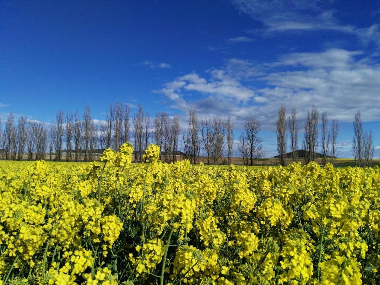 La Aldea Colorada Casa Rural Mota del Marqués Екстериор снимка